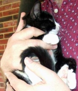 A person in a red patterned shirt gently holds a black and white cat in their arms. The cat is relaxed, with its paws curled and tail wrapped, while the person’s hands support it. Brick wall in the background.