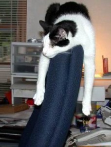 A black and white cat is sprawled over the top of a blue office chair, with its front legs hanging down on each side, in a cluttered room with shelves and papers in the background.